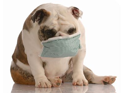 Can Pets Catch the Coronavirus?